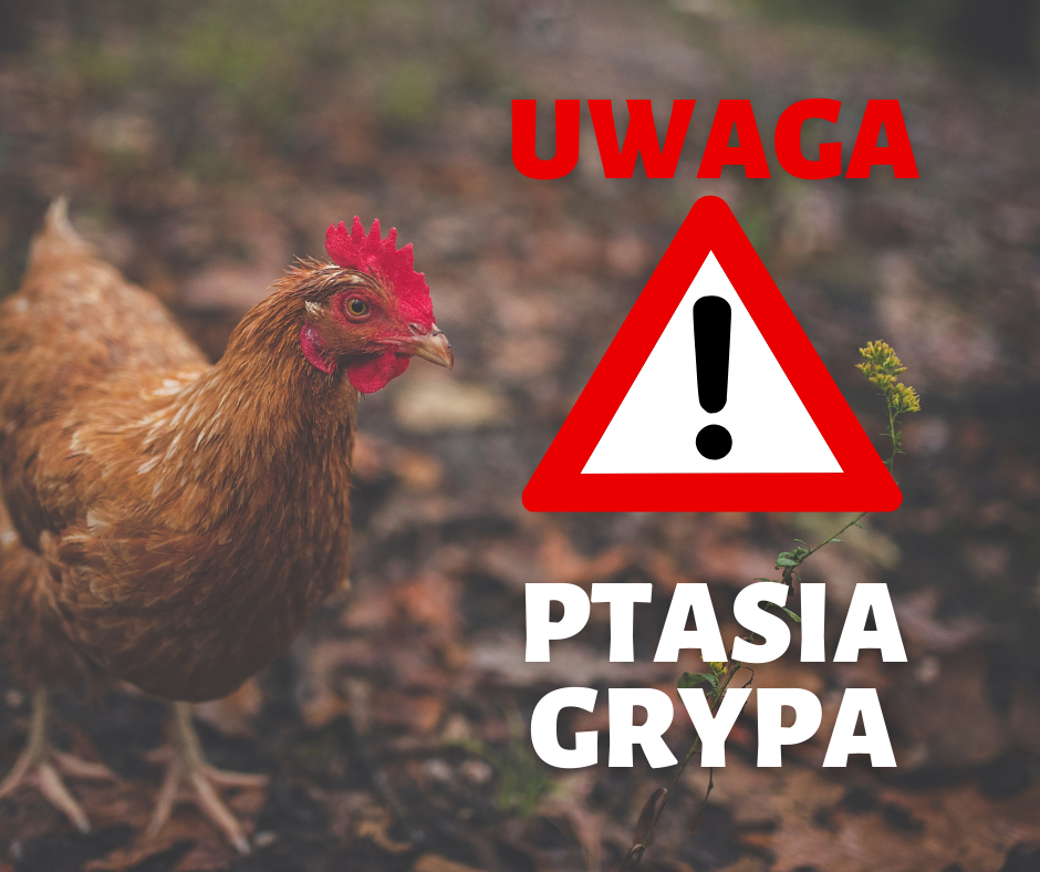 Ptasia Grypa